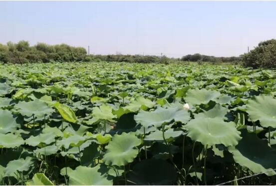 MG不朽情缘(中国区)官方网站